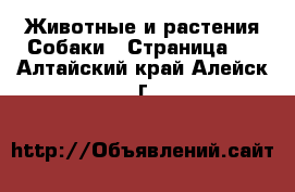 Животные и растения Собаки - Страница 3 . Алтайский край,Алейск г.